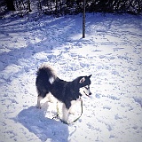 2014---04-March-Chloe-in-the-snow