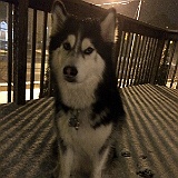 2014-01-January-Chloe-in-the-snow